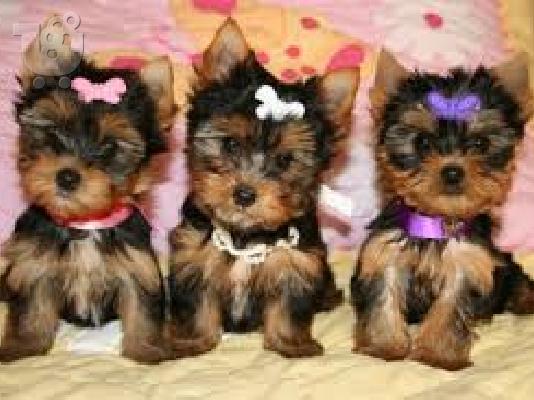 PoulaTo: yorkshire Mini puppies 80€